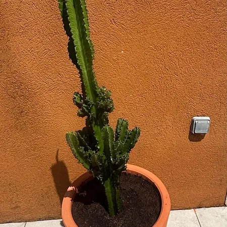 Le Soleil Du Brusc *